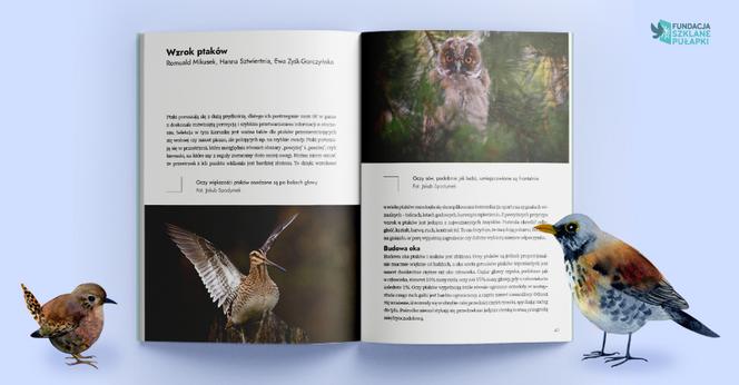 Kompendium „Kolizje ptaków z transparentnymi powierzchniami” do pobrania za darmo!