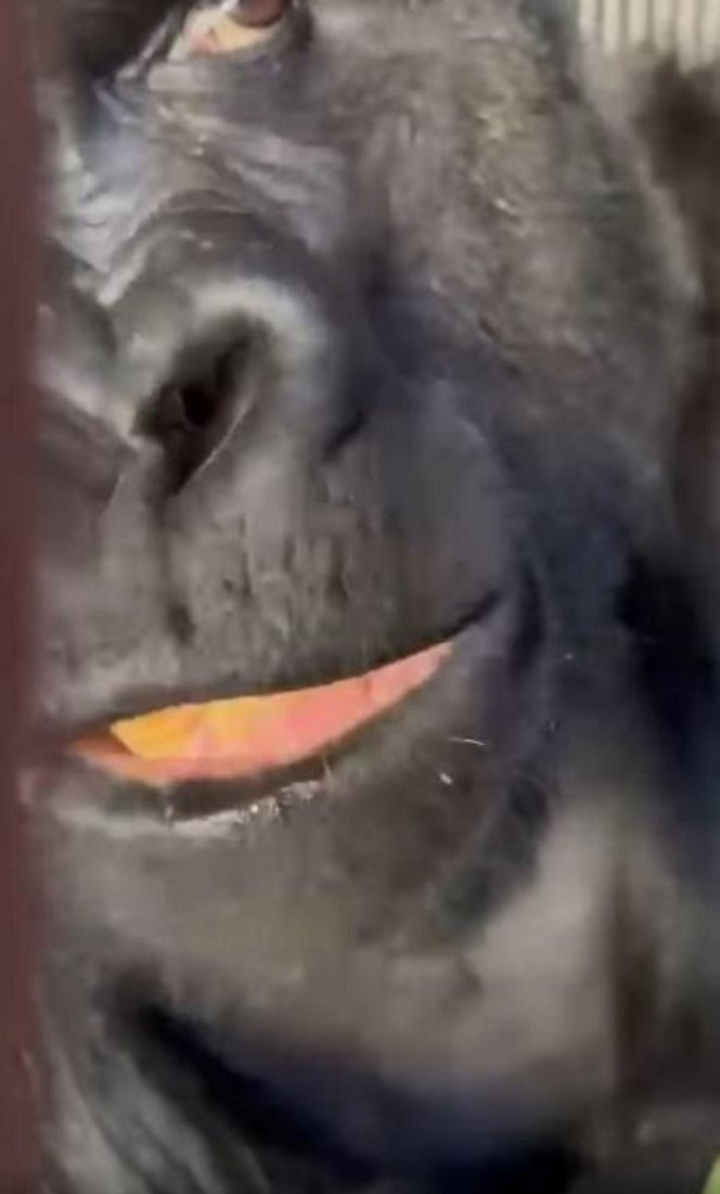 Goryli amant wyruszył na randkę życia. Bwana założy rodzinę w Szwajcarii. „Będziemy tęsknić”