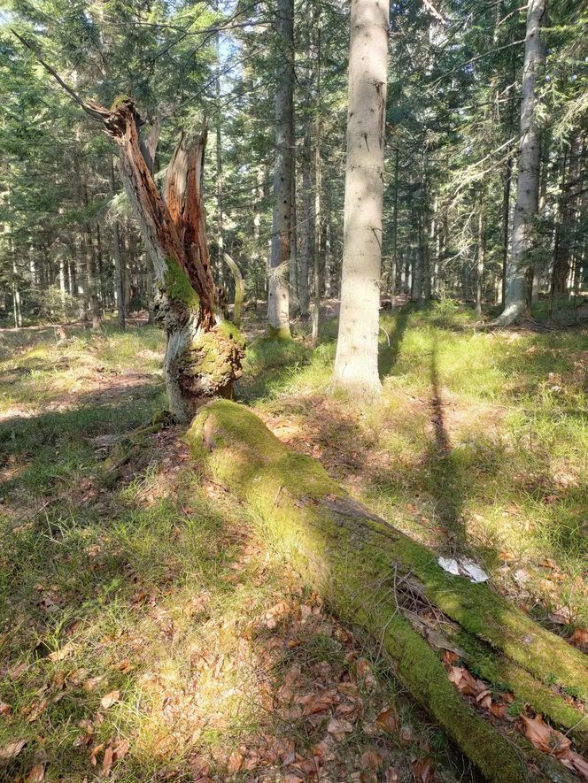 Bliżyńskie Lasy Naturalne