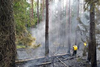 Pożar w Białowieskim Parku Narodowym