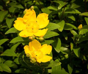 Dziurawiec 'Hidcote'