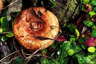 Rydze znalezione na Kaszubach. zdjęcia z grupy bory tucholskie.  Łukasz Węgrzyn