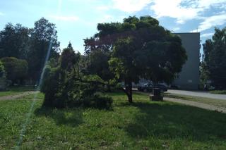 Zniszczenia po burzach w woj. lubelskim