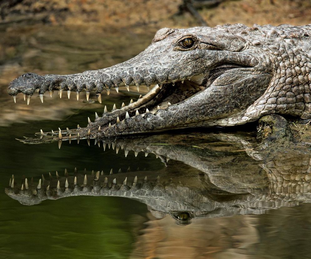 Aligator