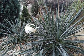 Co robić lutym w ogrodzie i na działce? To czas planowania, ale i początek ogrodniczej pracy