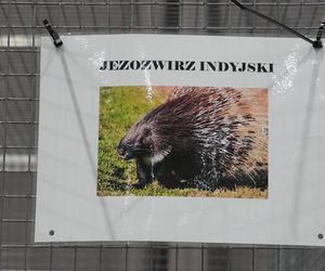 ZOOPARK w Lublinie. „Postawiliśmy na polski las. Chcemy promować nasze zwierzątka”