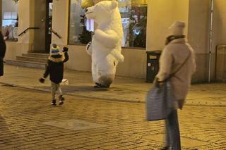 Biały Miś na toruńskiej starówce