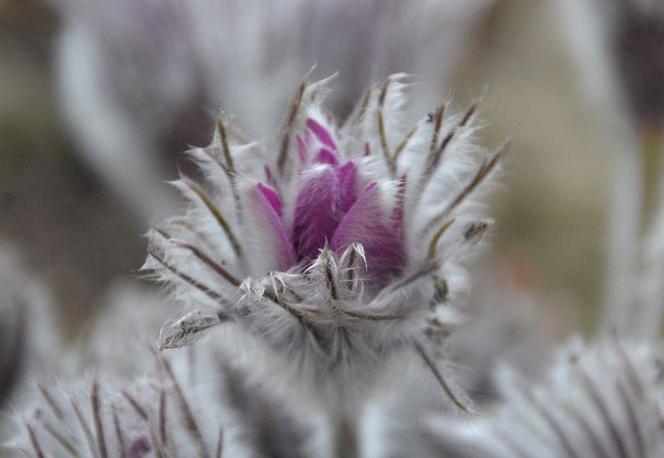 Sasanka słowacka,Pulsatilla halleri
