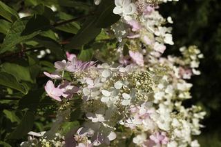 Hortensja bukietowa ‘Pinky Winky’ - Hydrangea paniculata ‘Pinky Winky’