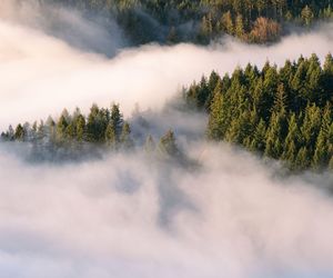 Gęsta mgła spowije Polskę. Zgniły wyż da się we znaki 