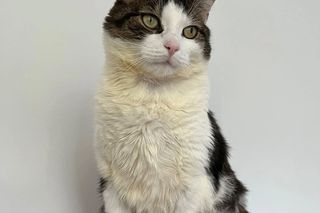 Panduś został zmasakrowany przez właściciela, bo zjadł boczek. Teraz to prawdziwy model