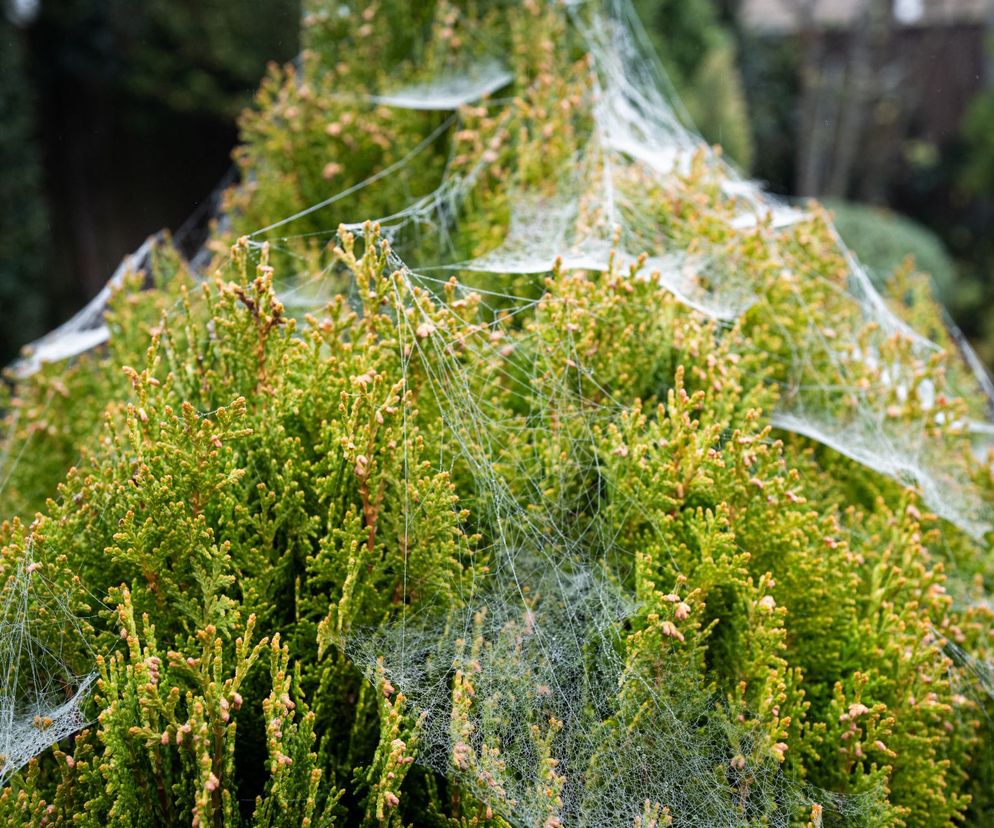 Pajęczyny na iglakach