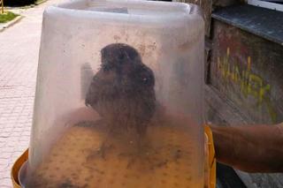 Jarosław: Młody sokół uratowany przez policjantów i strażaków