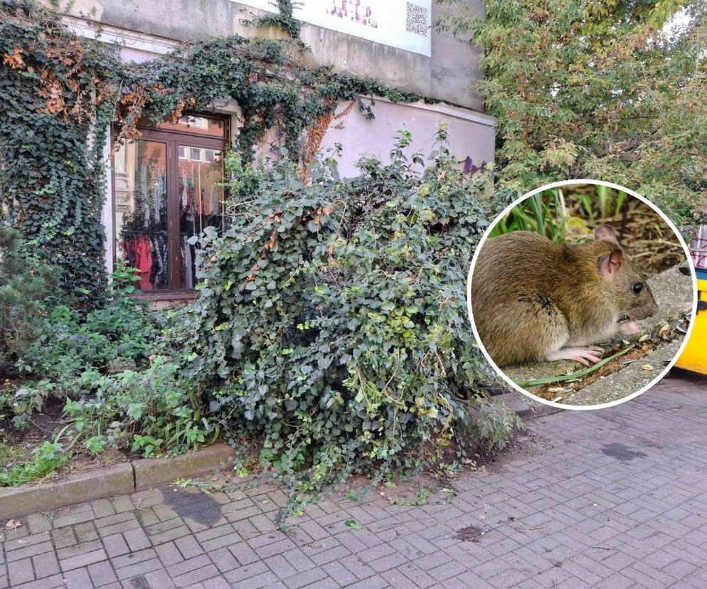 Szczury były widziane w Zielonej Górze. Odrażający widok w centrum miasta