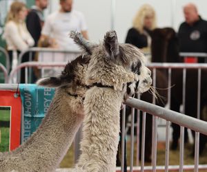 Tak wyglądał Zoopark 2024 w Lublinie! Zobacz zdjęcia