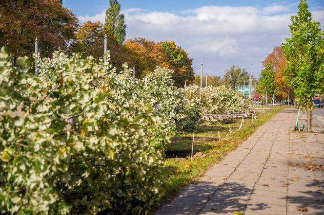 Przesadzanie drzew z placu Powstańców Warszawy