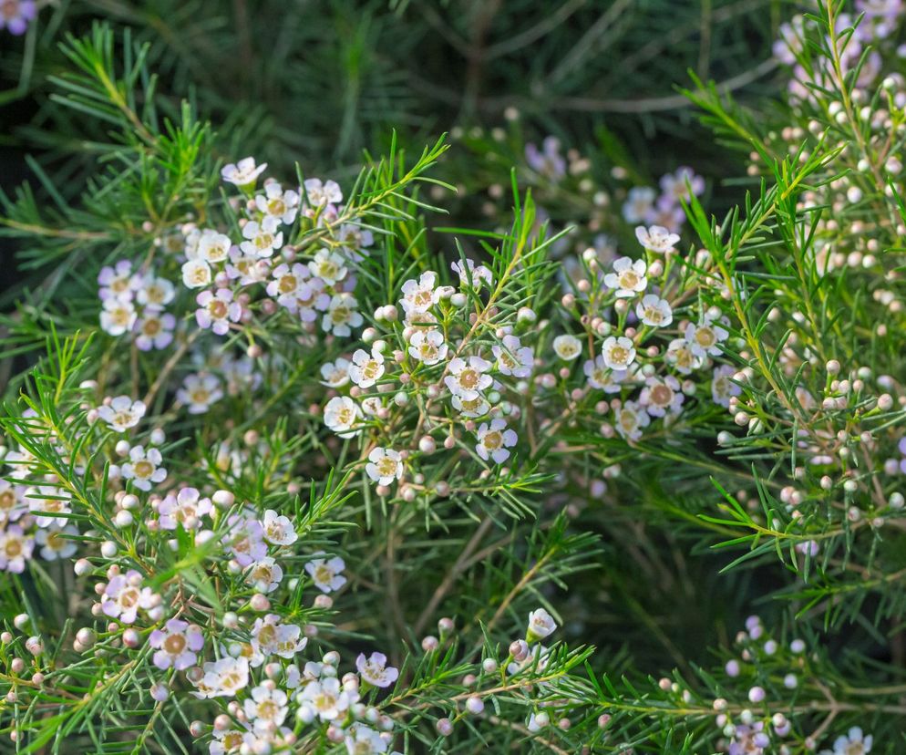 Woskówka