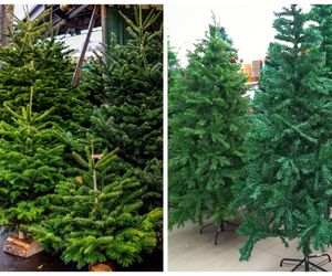 Choinka żywa czy sztuczna? Jaką choinkę wybrać?