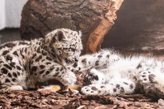 Młode pantery śnieżne - zdjęcie z sierpnia 2023