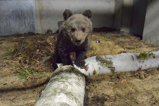 Miśka zostanie gwiazdą zoo