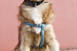 Pies, który jeździł motorem