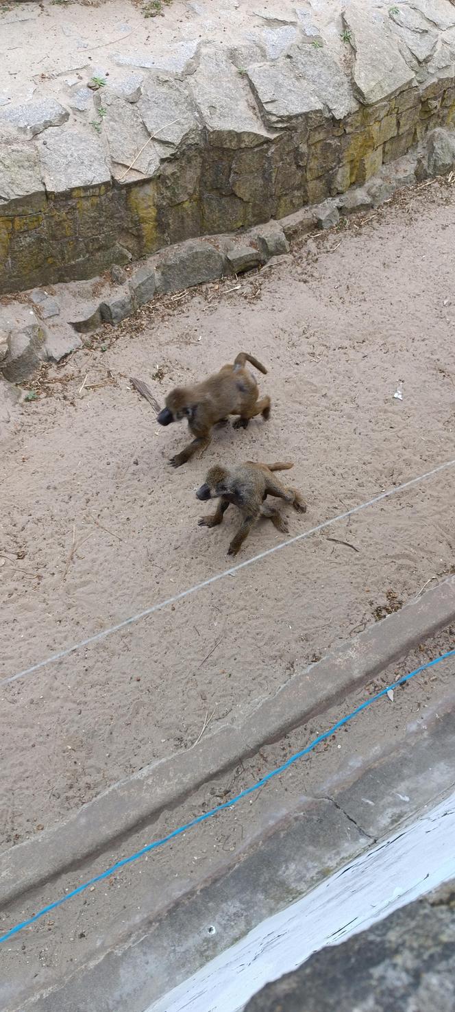 Zwierzęta w zoo we Wrocławiu