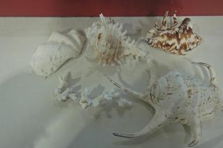 Papuga, koralowce i pijawki. Te okazy chronione konwencją CITES próbowano wwieźć do Polski