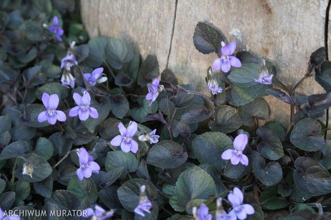 Fiołek labradorski - Viola sororia