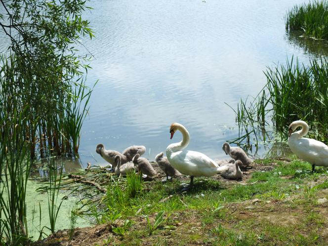 Strażacy ochotnicy uratowali brzydkie kaczątko