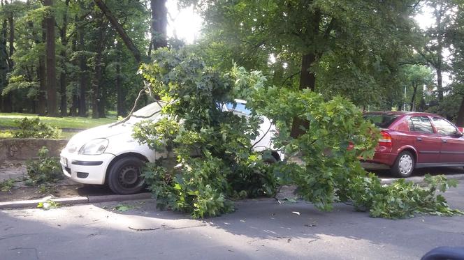 Wiatr w Szczecinie łamie drzewa, jego prędkość potrafi osiągnąć 90 km/h