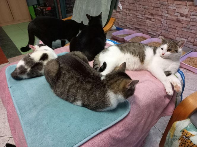 Poszukiwani wolontariusze do pomocy w Kociarni w Lesznie