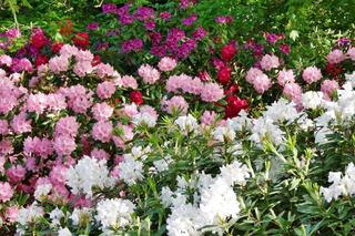 Dwa naturalne składniki, które ożywią twoje rododendrony! Domowe sposoby na bujne kwiaty