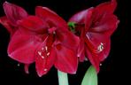 Hippeastrum