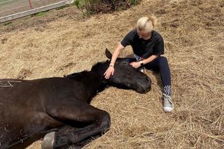 Oświęcim. Okrutny sadysta znęcał się nad koniem. To okropne, co zrobił zwierzęciu