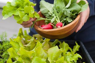 Sałata uprawiana na balkonie