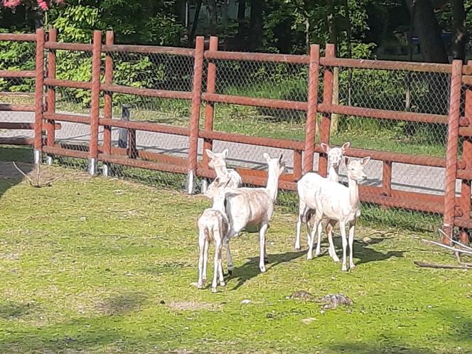 Nowe zwierzęta w Mini ZOO w Lesznie