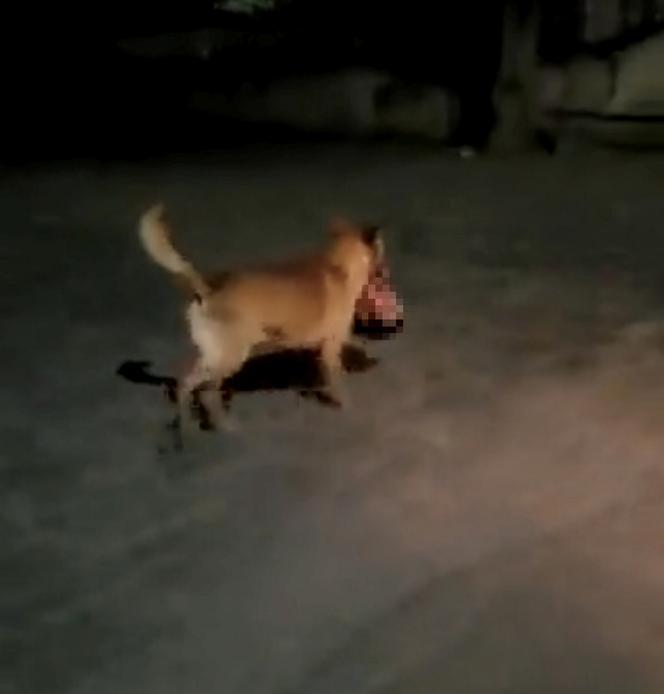 Szok! Pies biegał po ulicy z ludzką głową w pysku. Niedaelko znaleziono list