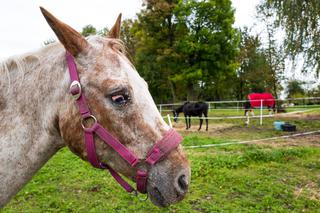 Stadnina koni w Bytomiu