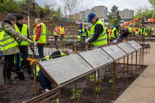 Pierwszy las Miyawakiego w Warszawie