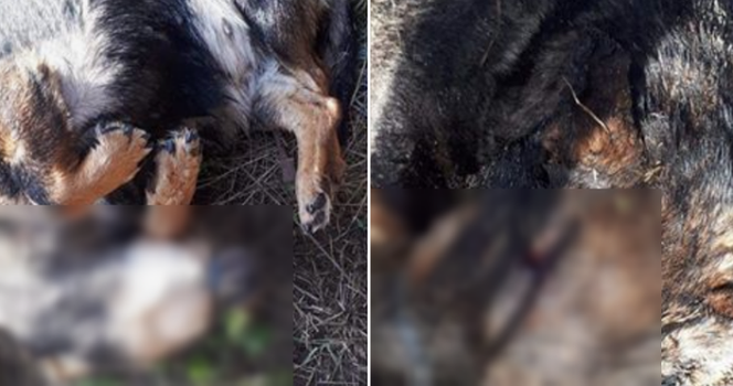 Ktoś w BESTIALSKI sposób skatował małą suczkę