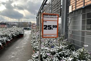 Ceny choinek w Krakowie szokują. Nawet 1299 zł za sztuczne drzewko! 