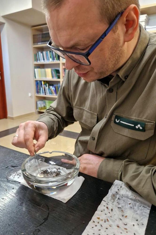 Leśnicy wyłapują groźne owady