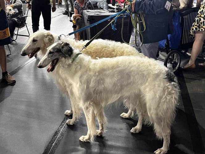 XXVII Międzynarodowa Wystawa Psów Rasowych POMERANIA SHOW