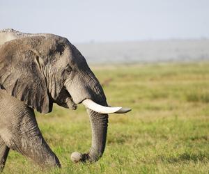 Poznańskie zoo zmaga się z awarią ogrodzenia