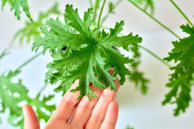 Geranium