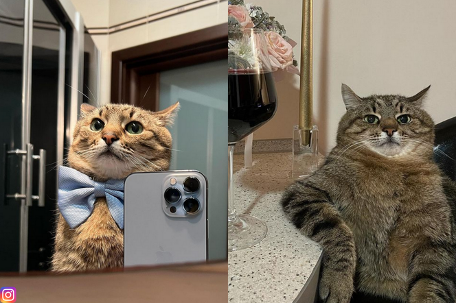 Kot z memów otrzymał nagrodę na festiwalu w Cannes 2022. Czym zasłużył sławny zwierzak? 