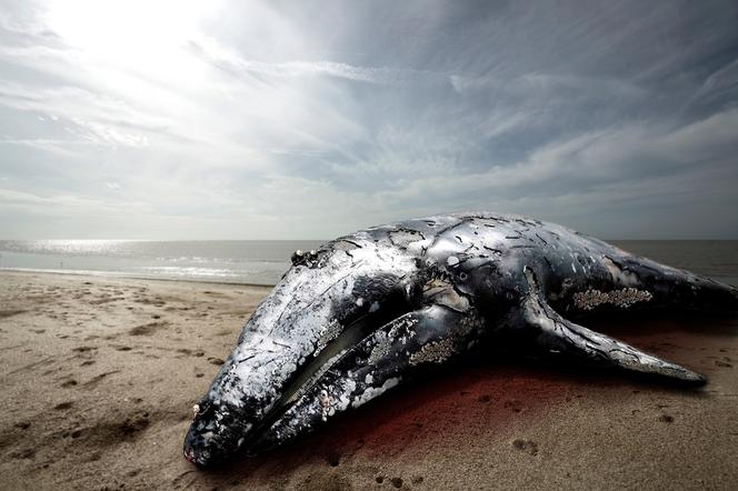 Martwy wieloryb u wybrzeży Bałtyku. Nie zbliżajcie się, może eksplodować!