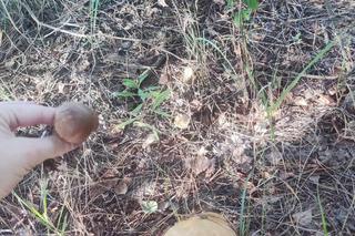 Grzybobranie Podkarpacie