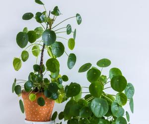 Pilea peperomioides, czyli kwiat pieniążek