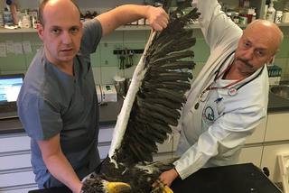 Bielik oIbrzymi w Ośrodku Rehabilitacji Zwierząt Chronionych w Przemyślu